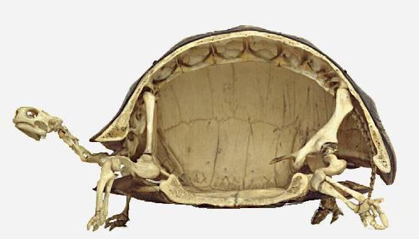 Szkielet żółwi