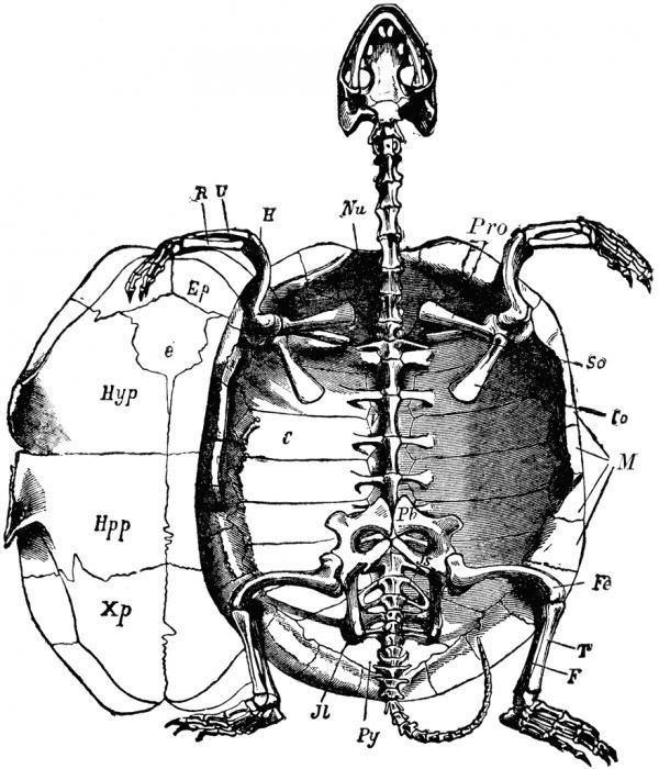 Struktura szkieletu żółwia