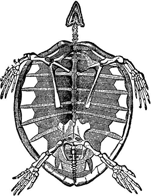 Foto di struttura della tartaruga di scheletro
