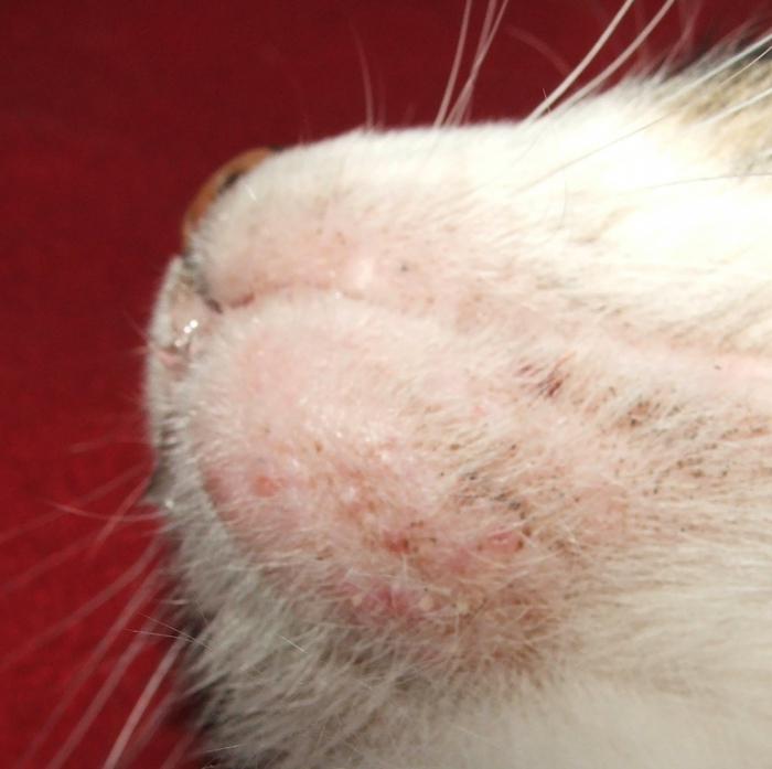 malattie della pelle nella foto di gatti