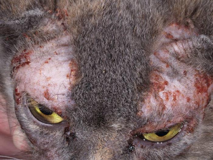 kožnih bolezni pri zdravljenih mačkah