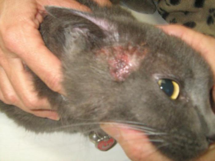 kožnih bolezni pri mačkah na ušesih