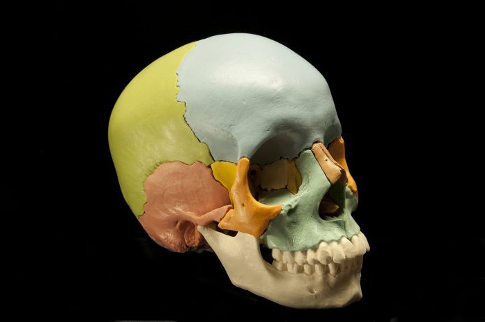 черепна връзка на костите на черепа