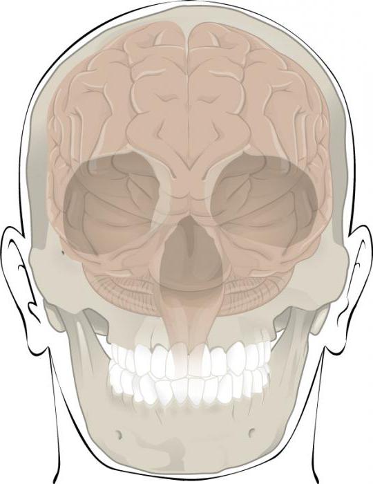 stawy kości czaszki