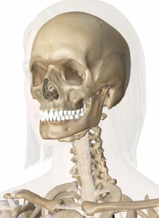 lebka spojení kostí lebky
