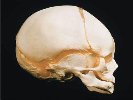 вид на костите на черепа
