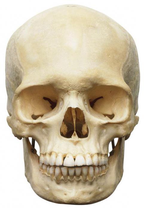articolazioni delle ossa del cranio