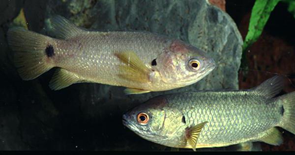 anabas nebo posuvné ryby
