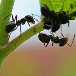 walcz z mrówkami ogrodowymi
