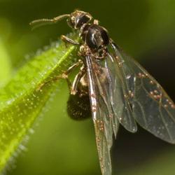formiche del giardino che li combattono