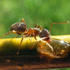 градински мравки се борят