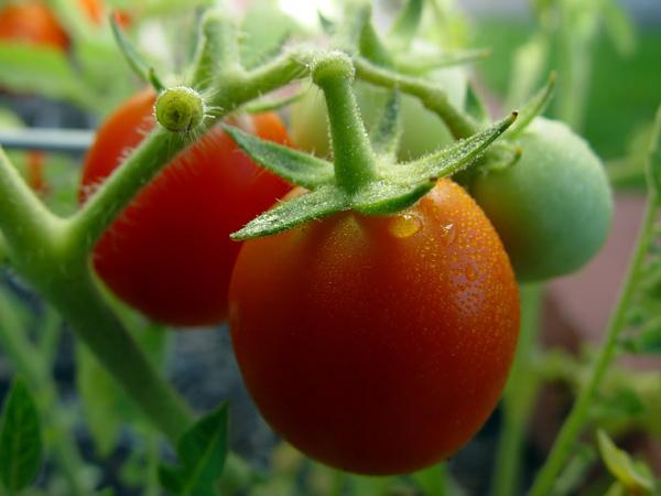 přípravu na výsadbu rajčat