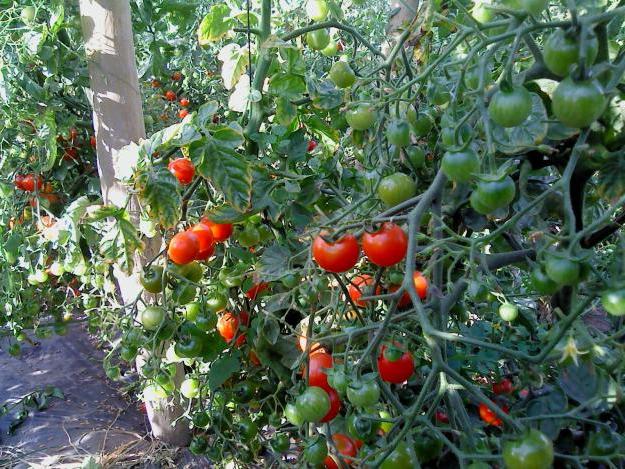 sadzenie i pielęgnacja pomidorów cherry
