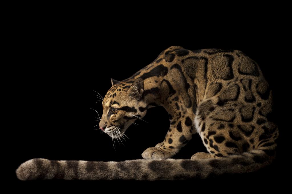 Дългият опашка на дивия леопард