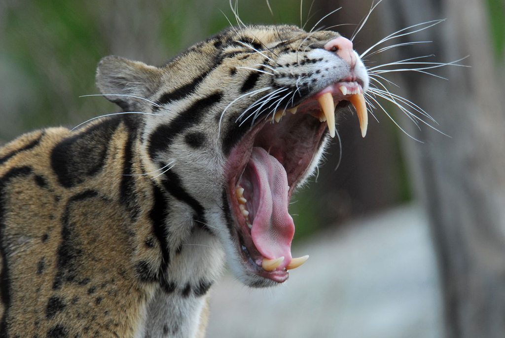Димни леопардови зъби