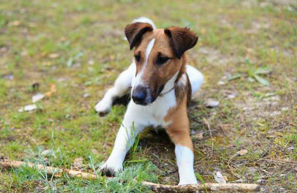 Fox Terrier - Smooth