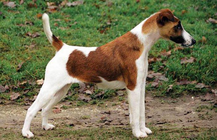 Fox Terrier Описание на гладката козина