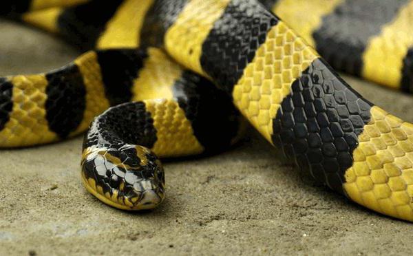 fatti interessanti su serpenti velenosi