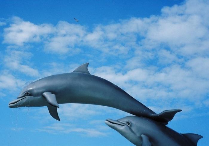 delfini da sogno