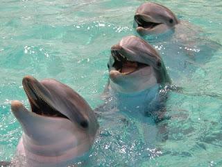 proč střílet delfíny