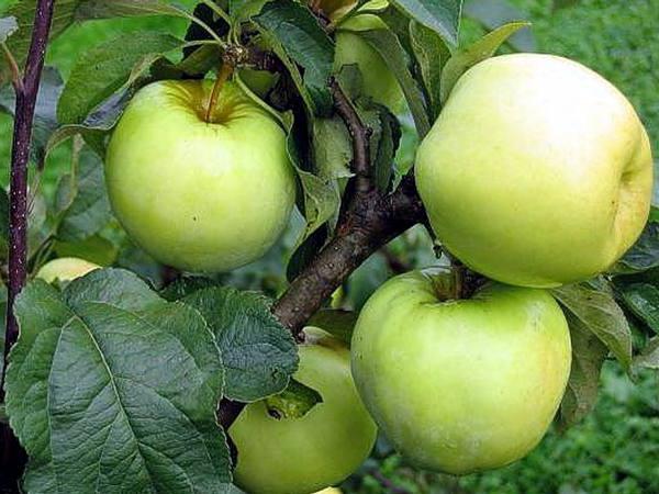 namočené jablka