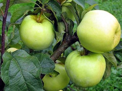 marynowane jabłka