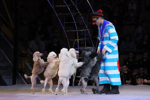 Държавен цирк в Сочи