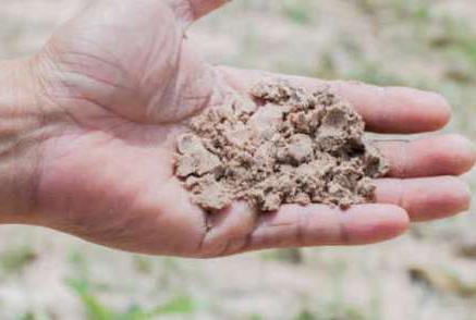 glebowo-bielicowy skład gleby