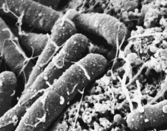 vrednosti bakterij v tleh