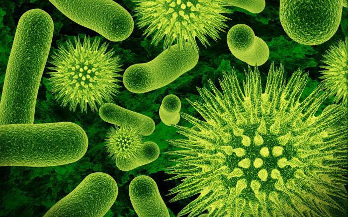 начин храњења бактерија на земљи