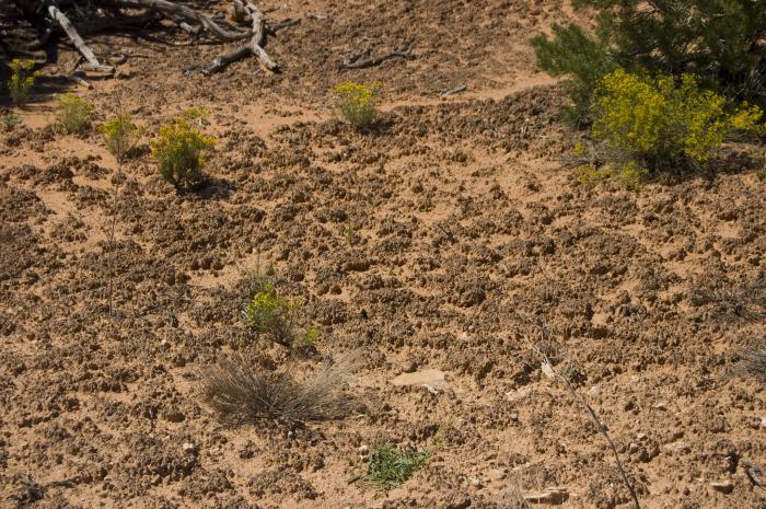 класификация на песъчливи почви