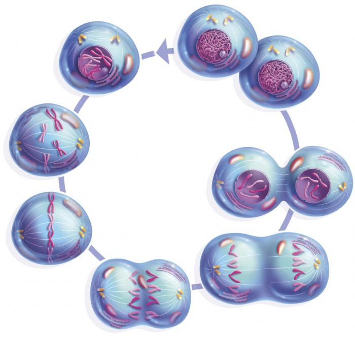 соматске ћелије
