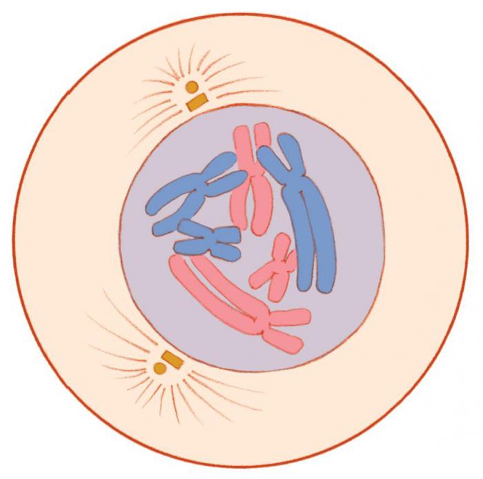деление на соматични клетки