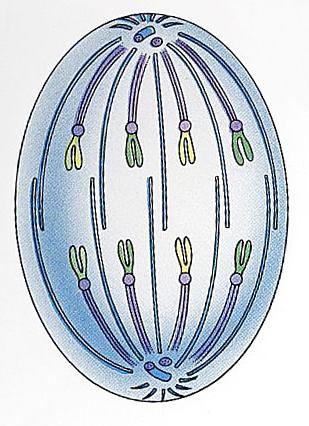 somatických buněk obratlovců