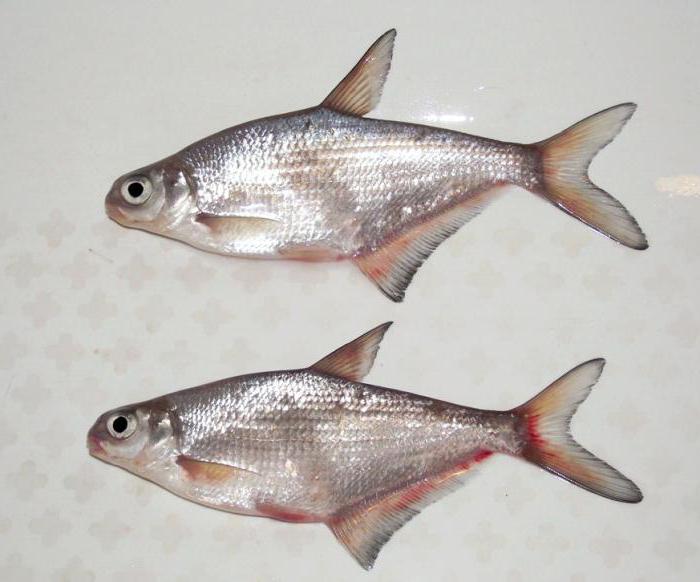 descrizione di pesce sopa
