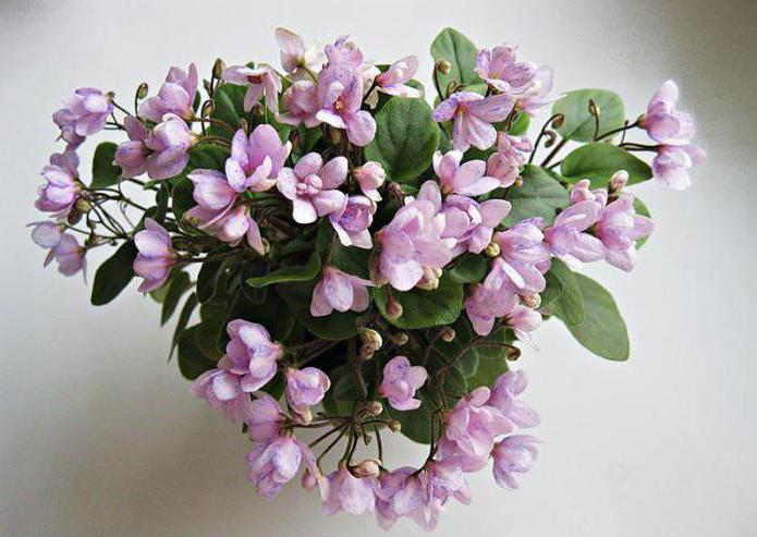 violette ampelose