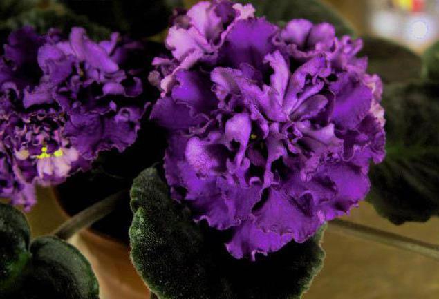 varietà di violette