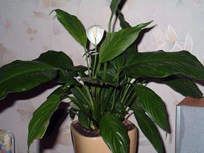 Rostliny místností Spathiphyllum
