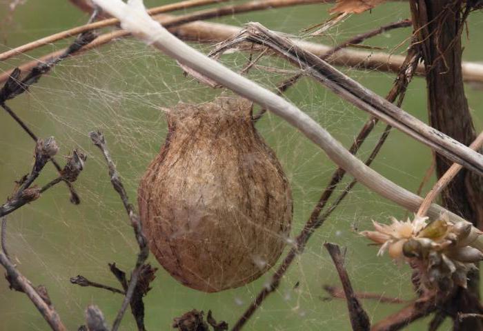 pająk argiope brunniha trujący lub nie