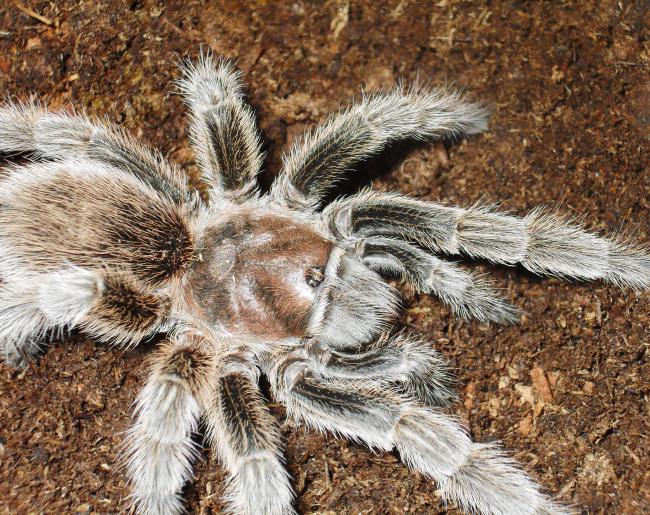 pavoučí tarantula