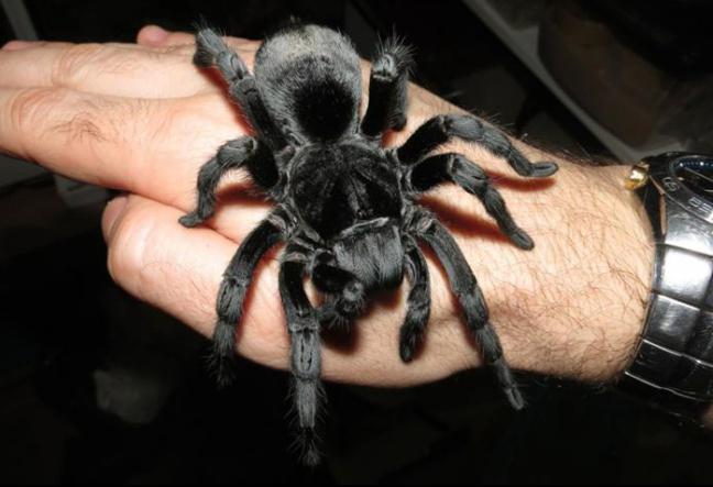 czarna tarantula