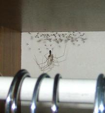 zdjęcie pająków