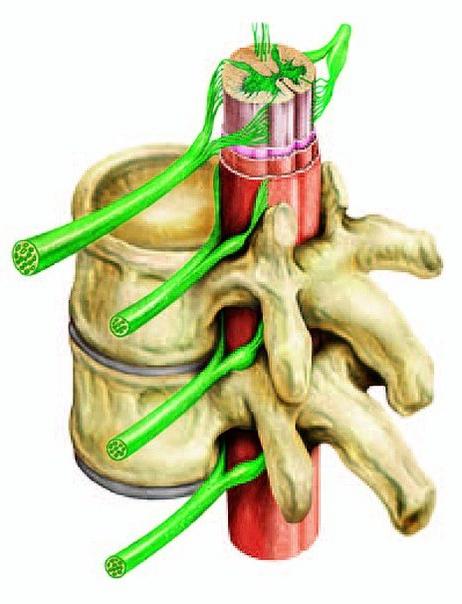 struktura in funkcija hrbtenjače