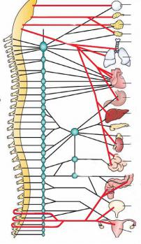 funkce spinálního nervu