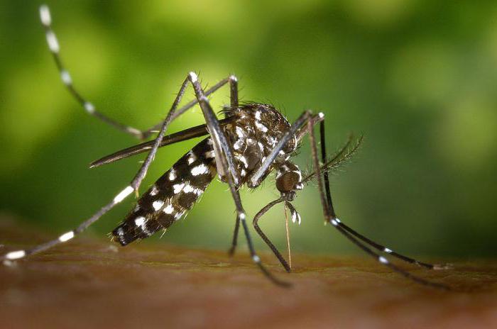 zavojnica protiv komaraca