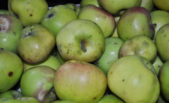 przepis biszkoptowy z jabłkami