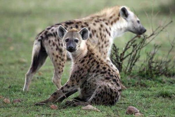skvrnitá hyena fotografie