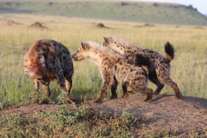 Afriška pikasta hijena
