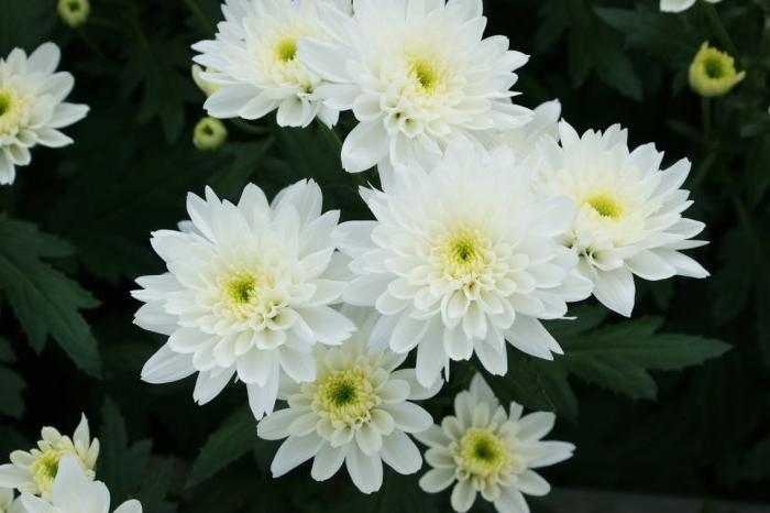 Bush Chrysanthemum (varietà)