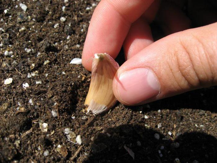 come piantare l'aglio primaverile